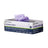 Lavender Nitrile Exam  Glove